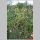 lonicera fragantissima.jpg